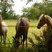 Famille de chevaux