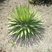 Agave filifera