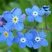 Myosotis