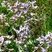 Statice (limonium commun, lavande de mer)