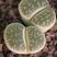 Lithops