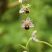 Ophrys apifera