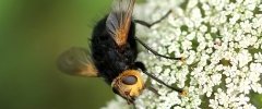 Tachina grossa