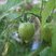 Fruit de Tomate : Solanum lycopersicum