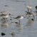 Bécasseaux sanderling