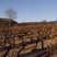 Vigne de Côtes du Ventoux