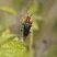 Cantharis fusca