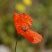 Coquelicot de lecoq - sous réserve