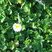 Paquerette (Bellis perennis)