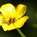 Orgie de nectar pour les coléoptères