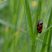 Cercopis vulnerata