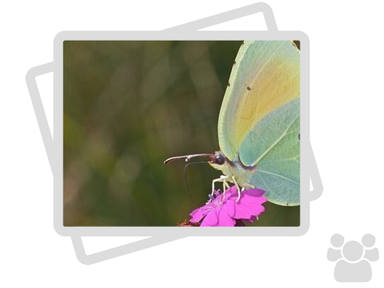 Papillons de Corrèze et du Lot