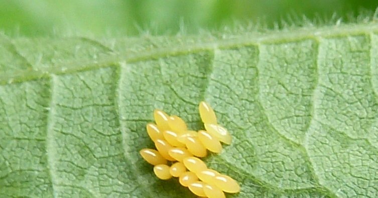 Oeufs de Coccinelles. Les Taxinomes