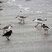 Grand gravelot (sous réserve), bécasseaux sanderling et inconnus de dos 