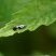 Ethmia quadrillella