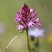 Orchis pyramidal