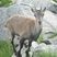 Jeune chamois, Rupicapra rupicapra