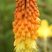 Kniphofia