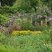 Petit jardin à l'anglaise au milieu d'un océan de jardin à la française