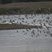 Bécasseau sanderling - sous réserve