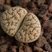 Lithops