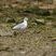 Mouette rieuse