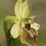 Ophrys verdissant