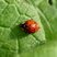 Harmonia axyridis