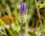 Catananche bleue