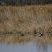 Couple de canards souchet