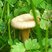 Chanterelle girole