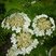 Hydrangea quercifolia "Sike's dwarf"