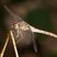 Sympetrum striolatum - vue de côté