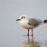 Mouette rieuse