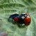 Coccinelles.Accouplement d' Adalia bipunctata ou "Coccinelle à 2 points"