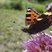 Une petite tortue - Aglais urticae