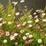 Erigeron