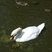 Cygne adulte