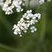 Fleur d'Achillea millefolium