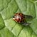 Harmonia axyridis - forme succinea