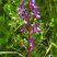 Orchidée à fleurs lâches (anacamptis latifolia