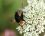 Tachina grossa