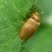 Raspberry beetle (Byturus tomentosus)