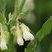 Coccinelle à 7 points accompagnée d'un punaise miridée sur une Consoude officinale