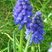 Muscari botryoïde