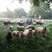 Moutons Landes de Bretagne