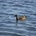 Gallinule poule d'eau