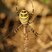 Argiope bruennichi