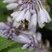 Bourdon batifolant sur une fleur d'hosta