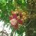 Fleur d'arbre à Boulet de canon, Couroupita guianensis